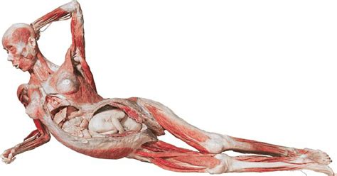 It must have optimum muscle development, neither too much fat. The Reclining Pregnant Woman. " Gunther von Hagens ' BODY ...