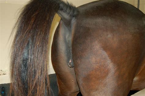 Krista seraydar's guide on cat heat cycles and what to expect. How to Tell When a Female Horse Is In Heat ...