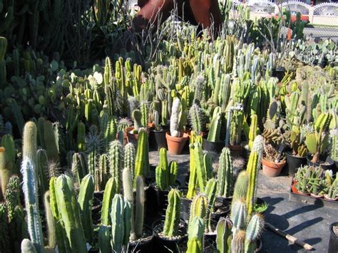 I try to keep information about hours, etc. California Nursery Specialties - Cactus Ranch - Cacti and ...