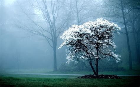 A collection of the top 45 pc wallpapers and backgrounds available for download for free. HD Wallpaper