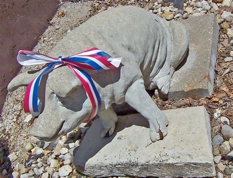 Maybe you would like to learn more about one of these? Concrete Pig | Statue of a pig with a patriotic ribbon in ...