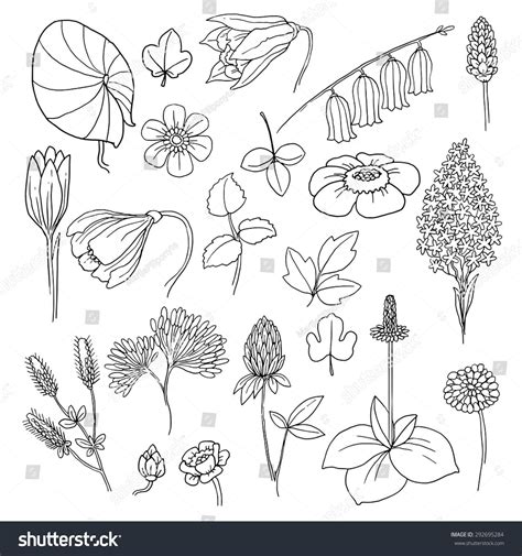 Image uploaded by ~ miss mikaela ~. Set Various Flowers Plants Vector Illustration témájú ...