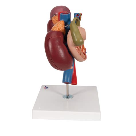 They originate from the vertebrae and insert into the scapulae. Anatomical Teaching Model - Plastic Anatomy Models - Renal ...