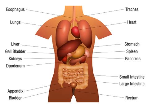 Multi ethnic conditions that affect men and women. Internal Organs Chart 3d Anatomy Diagram With Inner Organs ...