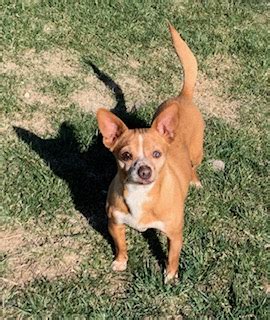 Please select petrescue id pet name group article. Success Stories - Yakima Valley Pet Rescue - Rescued Dogs ...