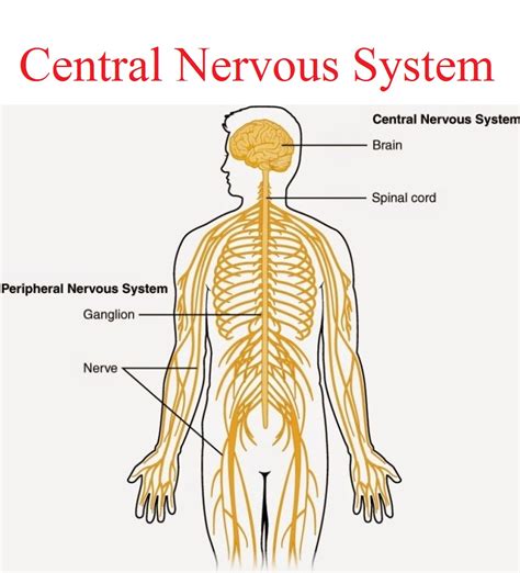 The cns receives sensory information from the nervous system and controls the body's responses. Central Nervous System - Karuna Yoga-Best Yoga Teacher ...