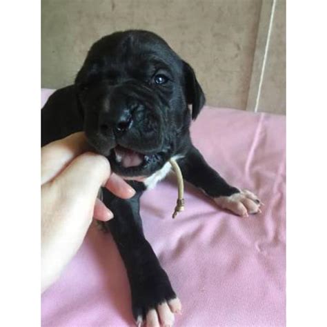 Great danes should be well trained as puppies. 6 Available Great Dane pups in Gainesville , Florida ...