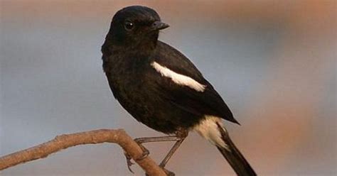 Daftar lengkap harga burung di indonesia yang selalu ter update mengikuti harga burung terbaru mulai dari harga kacer, harga murai dan harga burung lain. Burung Decu Wulung - Terapi Ampuh Untuk Decu Bahan Biar Cepet Ngeplong Decu Gacor Juara Youtube ...