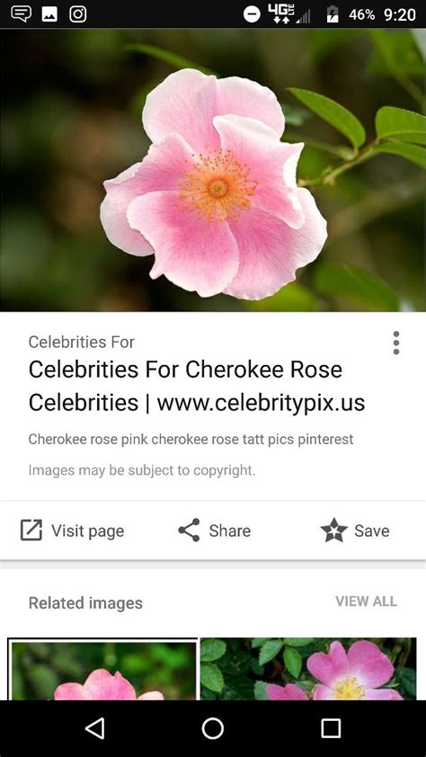 We did not find results for: Pin by Linda Zinn on Tattoos | Pink roses, Cherokee rose ...