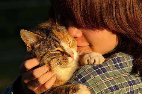 Justanswer.com has been visited by 100k+ users in the past month Purina To Release Cat Food That Can Help Ease Cat ...