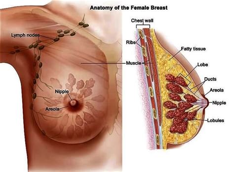 Breast cancer is the most common cancer affecting women worldwide, in both developing and developed countries. Common_Cancer_Site