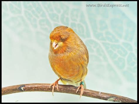 Over time it was considered that it norwich is a domestic canary, vigorous, quiet and sociable. CANARY: October 2010