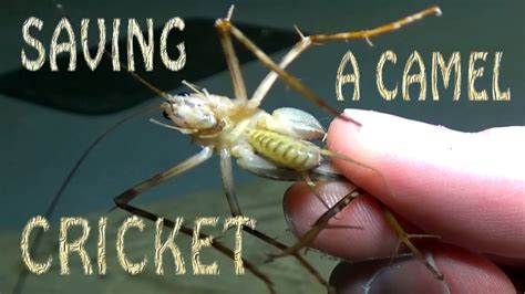 If camel crickets are hopping around while you sleep you will no doubt want to get rid of them. Making Friends With Insects | Saving A Camel or Cave ...