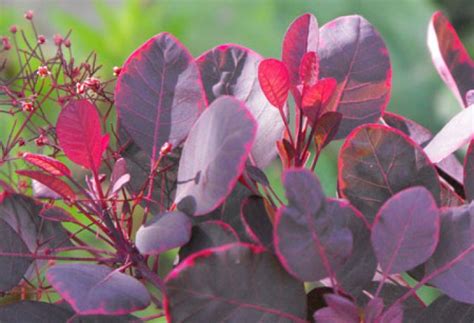 Rhus cotinus, the european smoketree, eurasian smoketree, smoke tree, smoke bush, venetian sumach, or dyer's sumach, is a species of flowering plant in the family anacardiaceae, native to a large area from southern europe. Le Douaire. Île de Vivre.: Tout savoir sur le cotinus ...