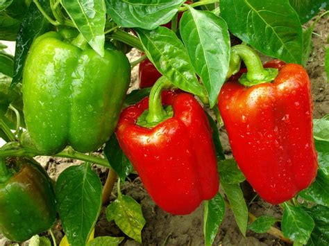 Pepper plants need good drainage too and do well in a raised bed. Growing Bell Peppers | ThriftyFun