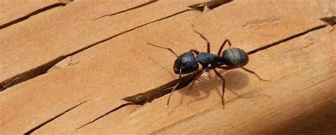 This is because both are wood destroyers, and can. Ant Extermination | Ant Control | Portland OR Vancouver WA