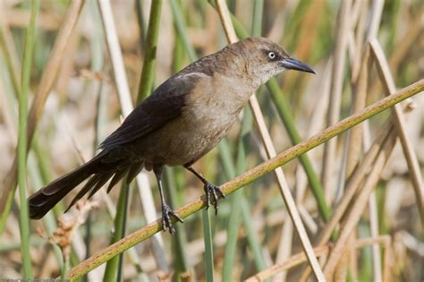 The cactus wren bird mostly lives in arizona,this is their natural habitat, these birds also live in places like new mexico as well, they prefer a hot climate. File:Great-tailed Grackle - female.jpg | Grackle, Backyard ...