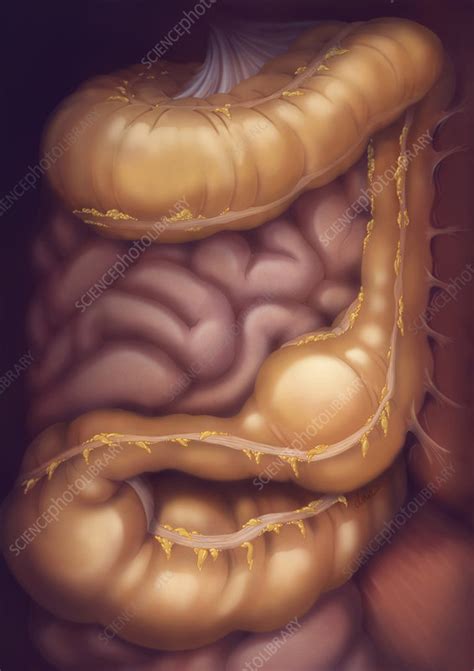 It lies between the stomach and large intestine. Large and Small Intestines - Stock Image - C004/8383 ...