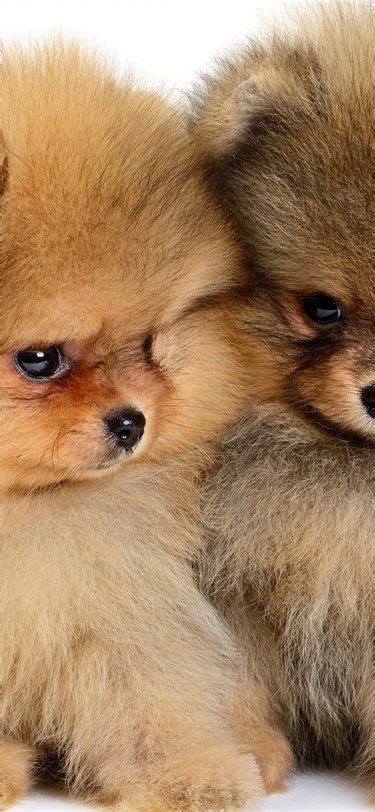 Weitere ideen zu hunde, süße tiere, süße hunde. pomeranian, welpen, kleine süße hunde, haustiere, flauschige hunde | Flauschige hunde, Hunde ...