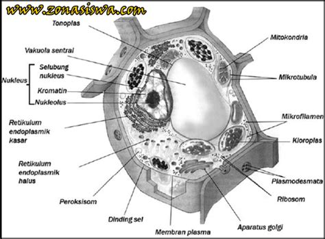 We did not find results for: BIOLOGI KELAS 11: Perbedaan Sel Hewan dan Tumbuhan materi ...