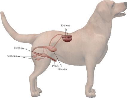 In order to better understand potential causes, it helps to first take a closer look at a dog's anatomy and review the organs of the abdomen. Dog Anatomy Kidney Location - The Y Guide
