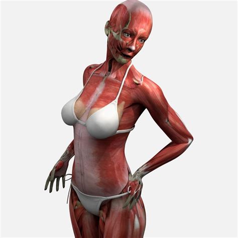 Together, they stabilize the rib cage and assist. Ultimate Female Muscle Anatomy 3D Model