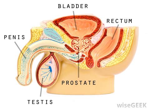 Download male anatomy diagram wallpaper and image with high quality? What Is Herpes 2? (with pictures)