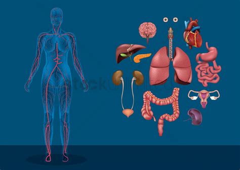 Female human anatomy vector diagram. Female human body with organs Vector Image - 1590170 | StockUnlimited