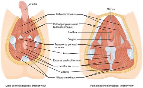 These findings provide robust reference data for the abdominal muscles in normal males and females in order to enable comparison with clinical groups to assess abnormalities and establish sensitivity for. Axial Muscles of the Abdominal Wall, and Thorax · Anatomy ...