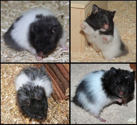 Hallo zusammen, ich gebe mein hamster ab, da ich nicht viel zeit habe. 17.08.2017 Hamster der Woche Spezial: Die Hamsterhilfe ...