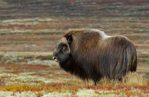 De lever på tundraer og klippeområder. Naturfoto Einar Hugnes: Moskus i familieflokker og enslige ...