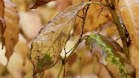 Daun, hijau, air, embun, merapatkan, menanam, botani, penurunan, fotografi makro, organisme, bunga, patologi tanaman, tanaman terestrial, sinar. 7 Cara Merawat Tanaman Yang Hampir Mati Paling Efektif