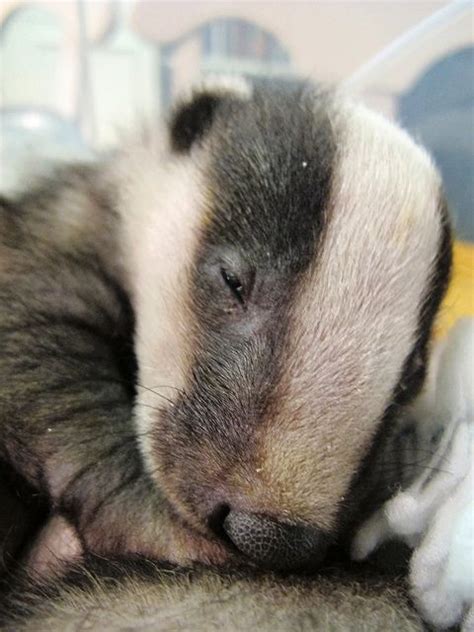 Maybe you would like to learn more about one of these? Badger cubs at Secret World | Cute baby animals, Cute animals, Animals