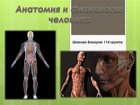 Анатомия и физиология человека - презентация онлайн