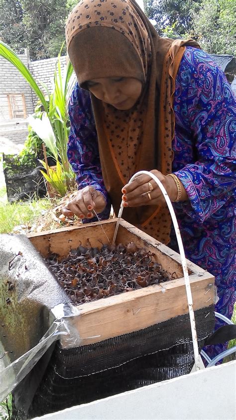 Madu kelulut sangat bagus untuk kulit terutamanya muka. Gaya Peneroka: MADU LEBAH KELULUT,PROPOLIS LEBAH KELULUT ...