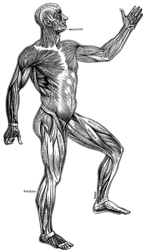 The awareness of muscles in human body will also allow an artist to draw a body in various poses and from different points of view from memory. Superficial Muscles of the Body | ClipArt ETC