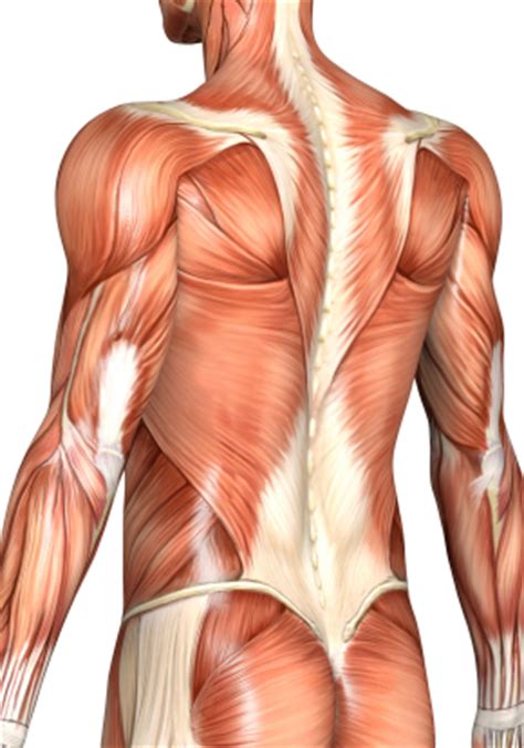 The muscles of the back that work together to support the spine, help keep the body upright and allow twist and bend in many directions. Importance of Posture - Exercises for Women & Female Fitness by Flavia Del Monte - Flavia Del ...