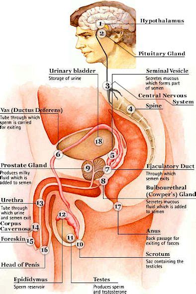 Anatomy artwork comics diagram illustration muscles terminology torso tutorial comicbookanatomy art maletorso referencesheet anatomyreference. POWER BOTTOM FORUM - the art and joy of Male Anal Sex ...