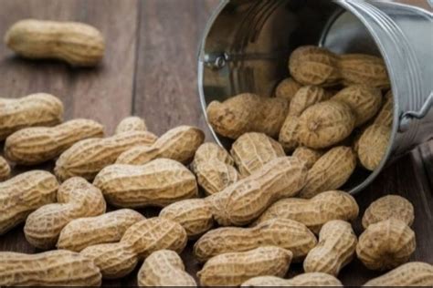 Kacang tanah rebus adalah camilan sehat yang sangat digemari. Kacang Rebus, Harganya Murah Khasiatnya Luar Biasa ...
