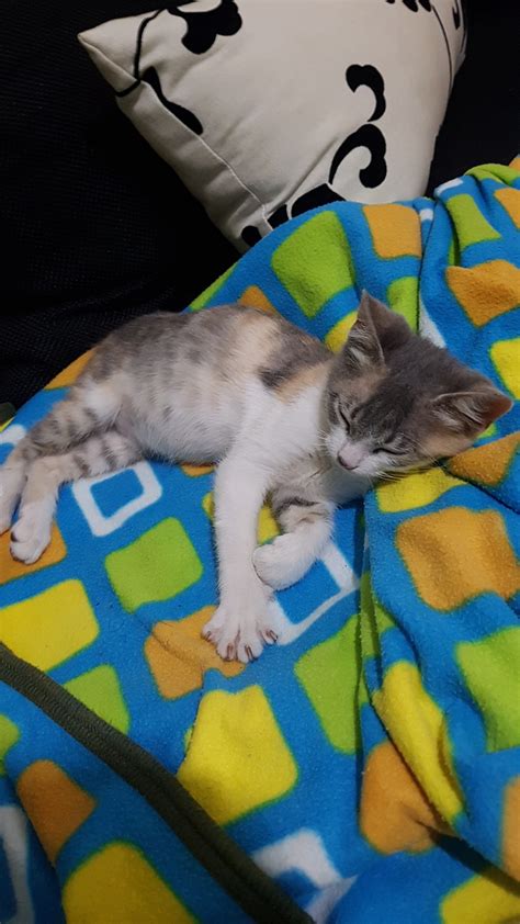 Some scientists believe that cat purrs may have healing powers. Just adopted this sleepy beauty today! Reddit, meet Arya ...