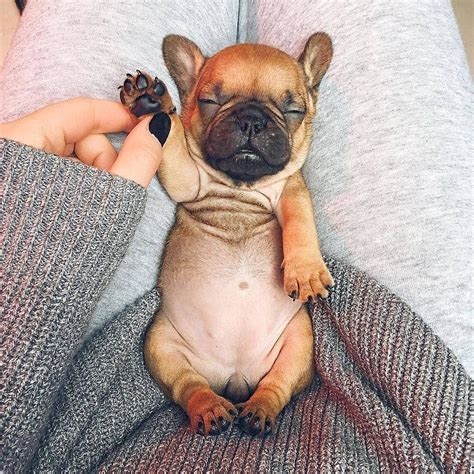 Kısa tüylü olduğundan dolayı haftada 1 kez taranması yeterlidir. Un bébé bouledogue caramel en pleine sieste. Ils sont ...