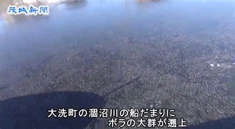 News web easyやさしい にほんごの ニュース. 【大地震前兆】茨城県ボラ大量発生!深海魚の打ち上げなども ...