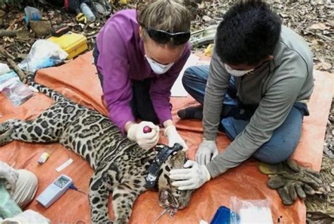 Set up your website/online store. Sunda leopards in Malaysia under threat | #AsiaNewsNetwork ...