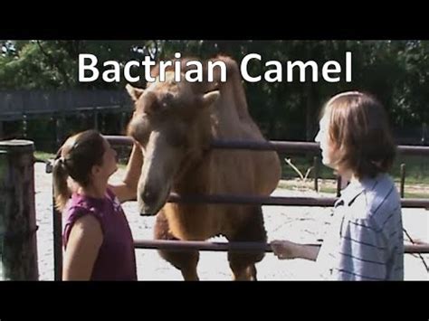 Della was only 3 years old at that time, and. It's Hump Day with the Bactrian Camel (Scovill Zoo ...