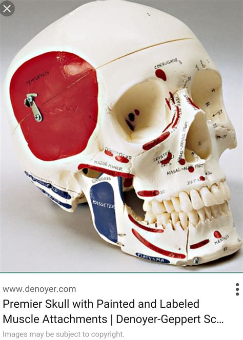 The virtual body as the health equivalent of google maps. think: Skull origin and insertion map | Facial anatomy, Face ...