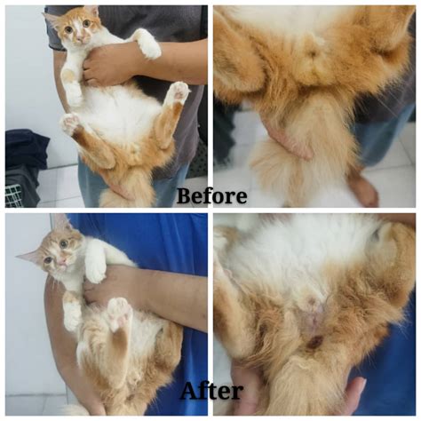 Klinik pergigian my dental care. Neutering aid for 1 cat in Seri Kembangan (Tee Yik Khoon's ...