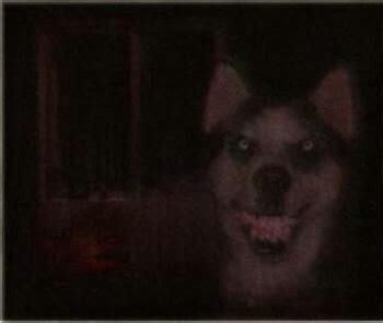 You can always use the skill point system to. Smiley dog (With images) | Smiling dogs, Creepy, Creepy ...