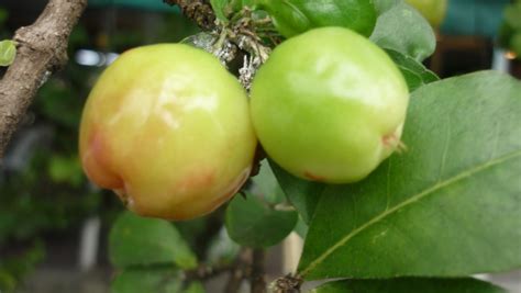 Growing espalier fruit trees in the home garden is a wonderful way to grow edibles in small spaces and in decorative ways. My Little Potted Garden: Am I called Acerola???