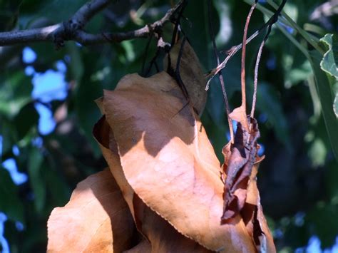 Not only could this type rapidly provide shade, often attaining a height of 15 one has suddenly, it seemed like overnight, had all the leaves turn red. Erwinia amylovora, Fire Blight on Pyrus calleryana, Bradfo ...