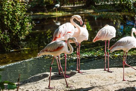 Zoo hodonín hospodaří na 7,5 hektaru hektaru vodních a parkových ploch, z čehož expoziční plochy tvoří 6 hektarů. Zoo Hodonín - Vinařství Zikmund